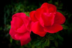 Two Red Roses detal photo by Dan Bourque