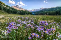 Asters in Mountain Shadows landscape photo by Dan Bourque