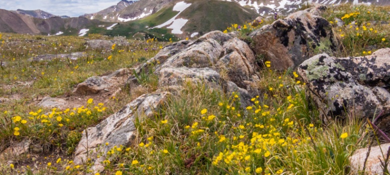 Beauty Above Treeline landscape photo by Dan Bourque