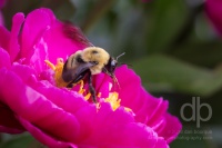 Bee in the Peony photo by Dan Bourque