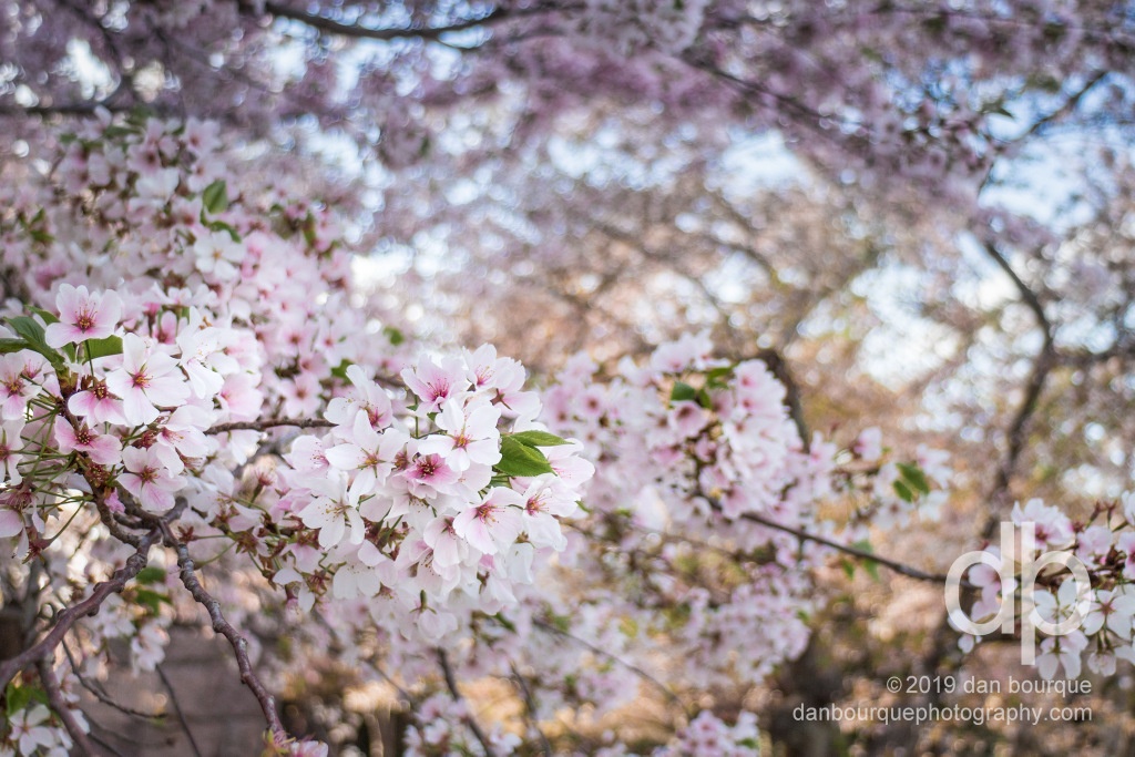 Cherry Trees in Bloom photo by Dan Bourque
