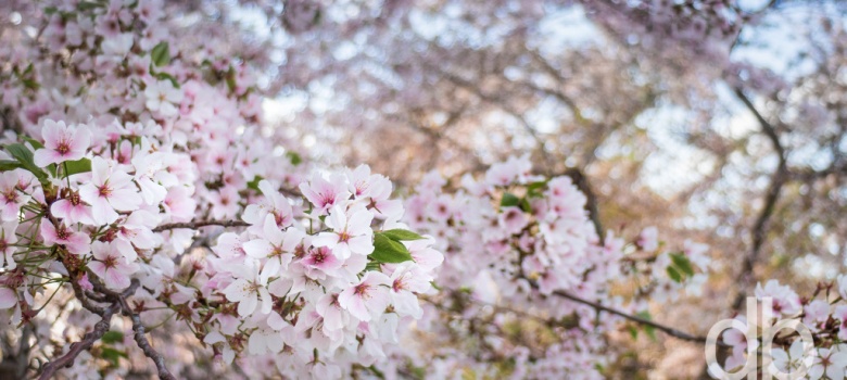 Cherry Trees in Bloom photo by Dan Bourque