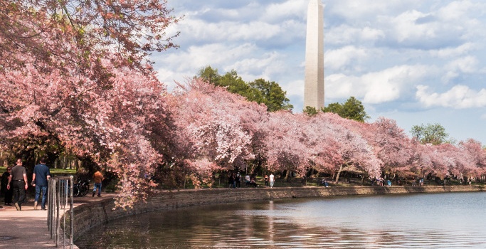 Circle of Blossoms photo by Dan Bourque