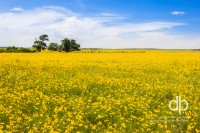 Fields of Golden Summer landscape photo by Dan Bourque