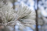 Frosty Brushes photo by Dan Bourque