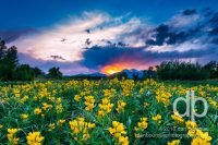 Goldenbanner Sunset landscape photo by Dan Bourque