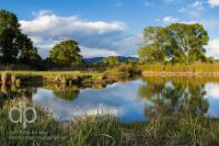 Peace at the Pond landscape photo by Dan Bourque