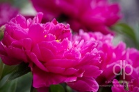 Peonies Perfection photo by Dan Bourque