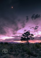 Pine Against Pink landscape photo by Dan Bourque