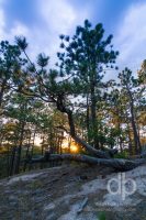 Portal in the Pines landscape photo by Dan Bourque