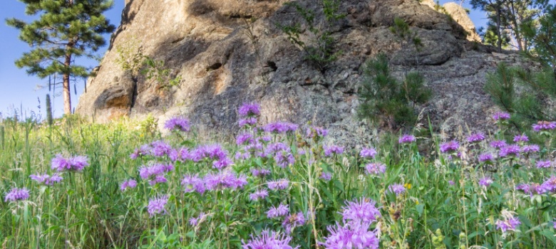 Purple Flowers in the Black Hills