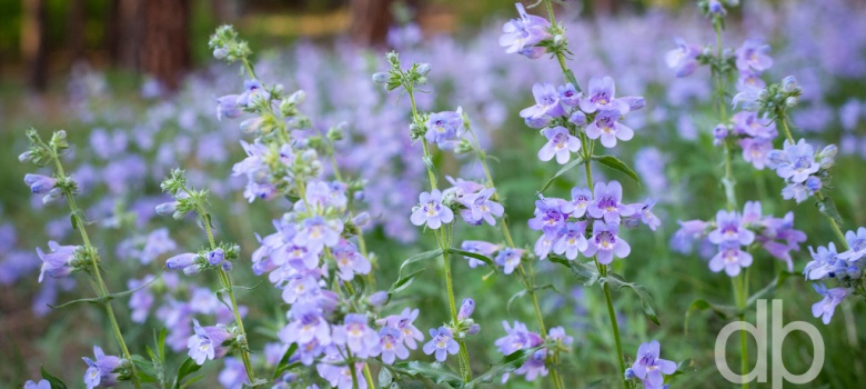 Purple Portraits landscape photo by Dan Bourque