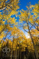 Rays Through Golden Trees landscape photo by Dan Bourque