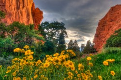 Sunflowers in the Garden landscape photo Garden of the Gods Colorado by Dan Bourque