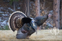 Turkey Tom on Display wildlife photo by Dan Bourque