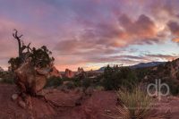 View of the Twisted Tree landscape photo by Dan Bourque