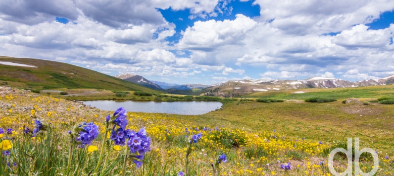 Windswept Beauties landscape photo by Dan Bourque