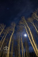 Winter Moon Through the Aspens landscape photo by Dan Bourque