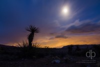 Yucca Moon landscape photo by Dan Bourque